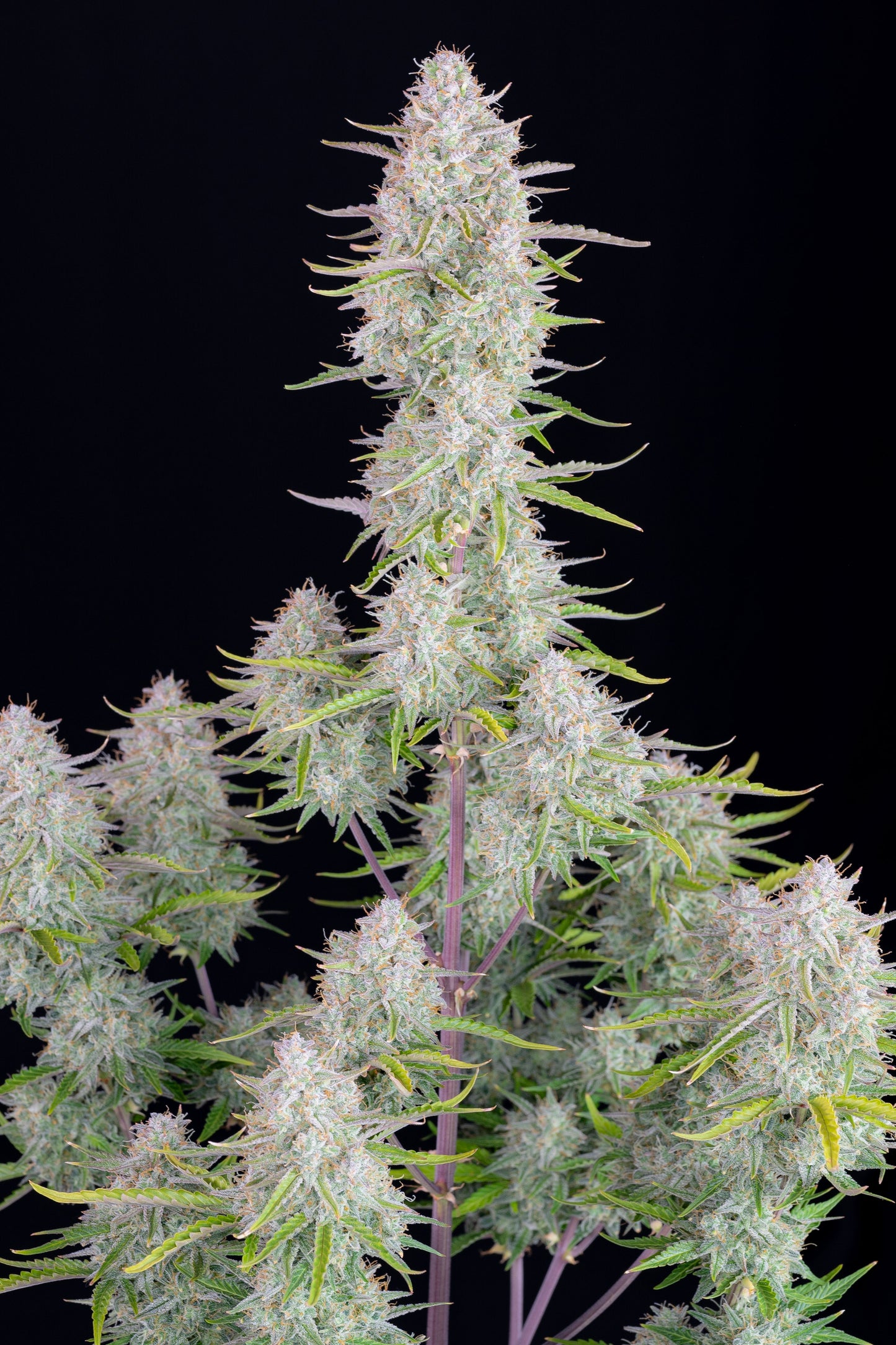 FastBuds Wedding Cheesecake (Auto) 3 Stück