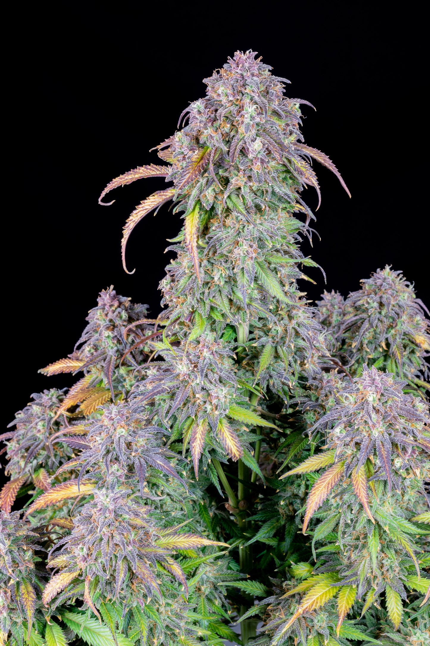 FastBuds Blueberry (Auto) 3 Stück