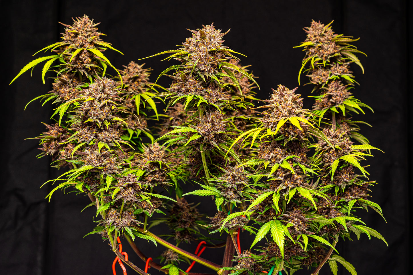 FastBuds Purple Lemonade (Auto) 3 Stück