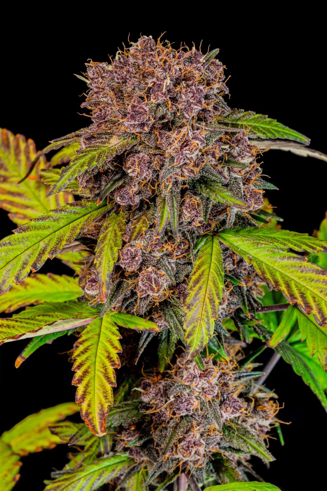 FastBuds Lemon Cherry Cookies (Auto) 3 Stück