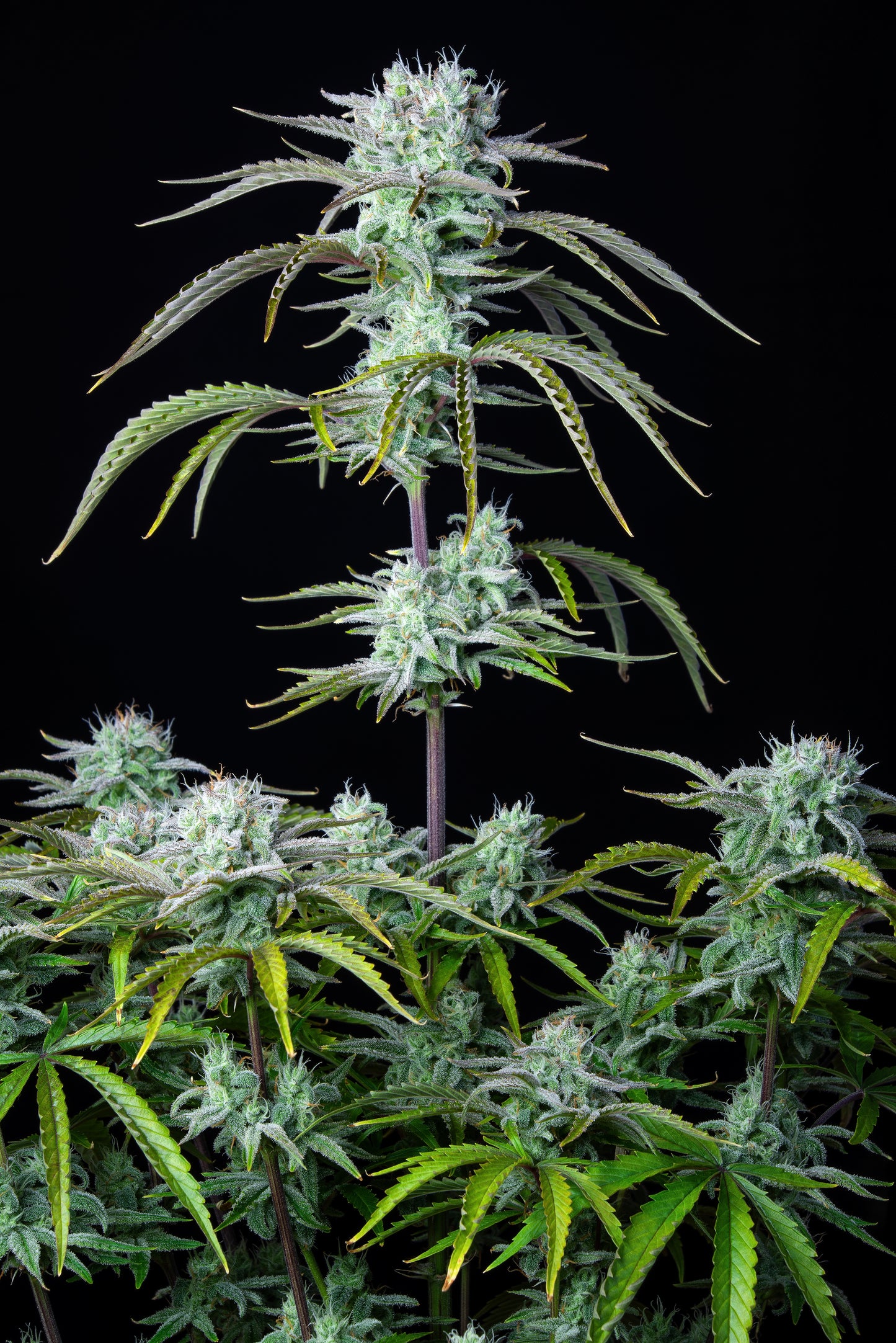 FastBuds Strawberry Banana (Auto) 3 Stück