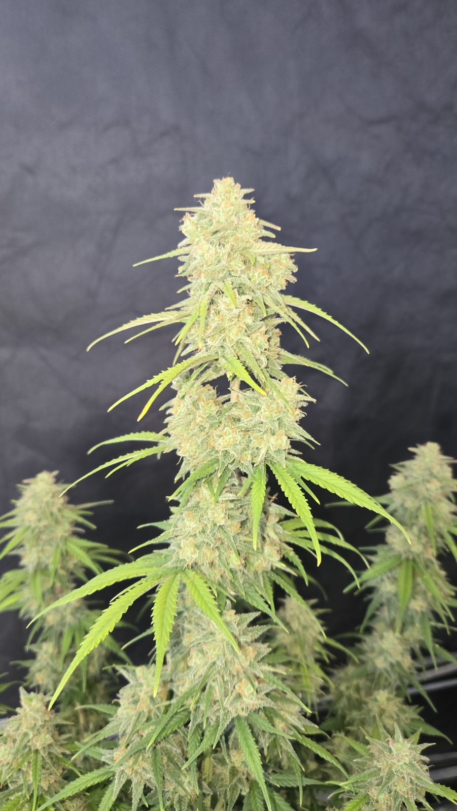 FastBuds Z-Up (Auto) 3 Stück