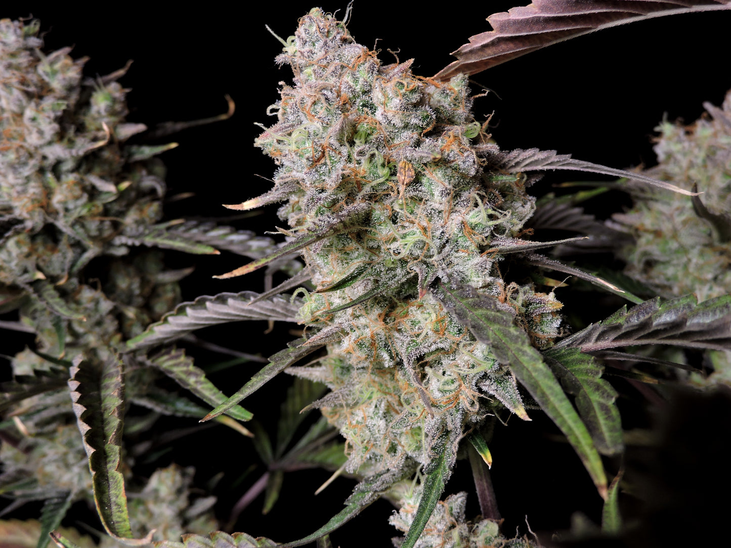 FastBuds Gorilla Z (Auto) 3 Stück