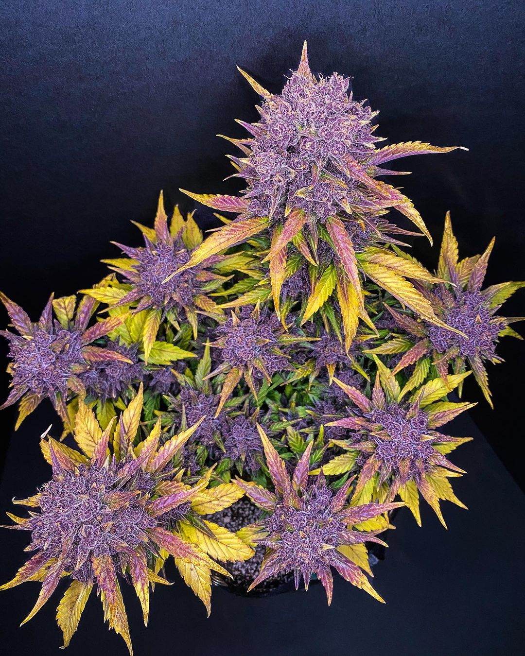 FastBuds Purple Lemonade (Auto) 3 Stück
