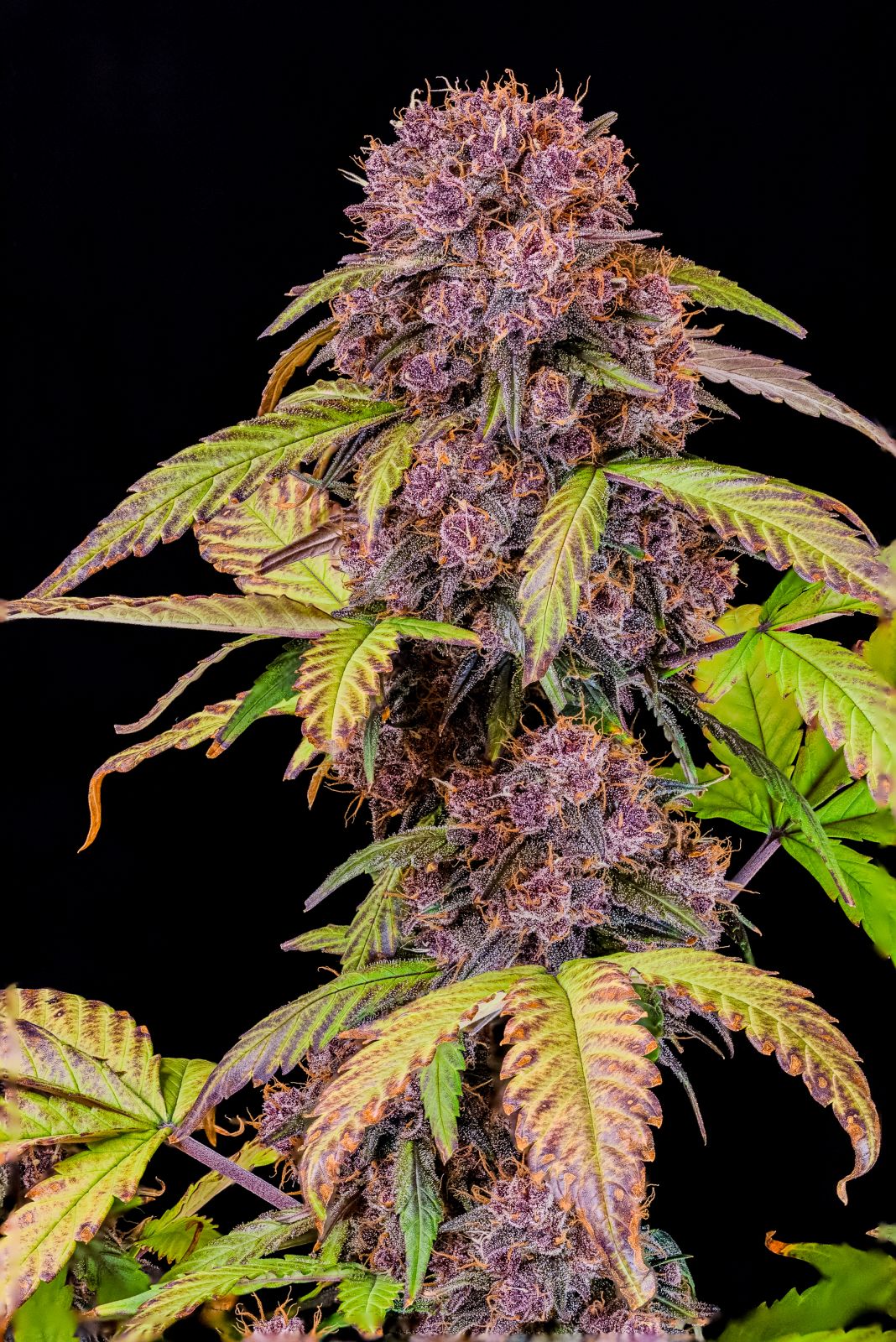 FastBuds Lemon Cherry Cookies (Auto) 3 Stück