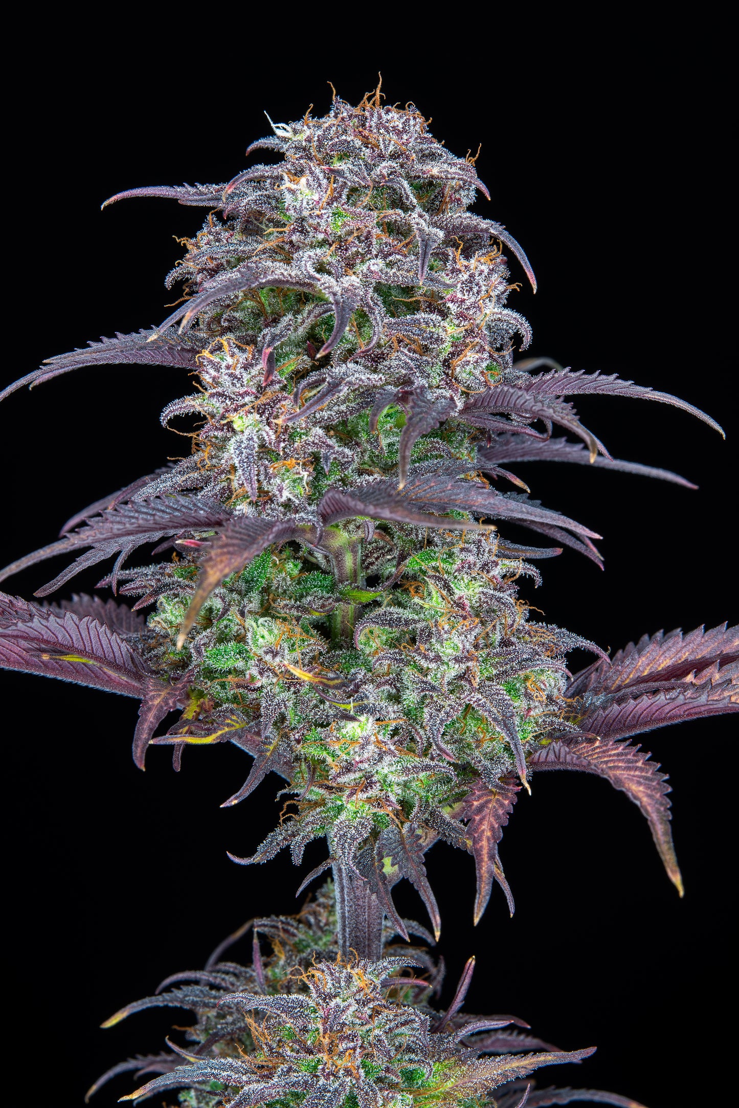 FastBuds Blueberry (Auto) 3 Stück
