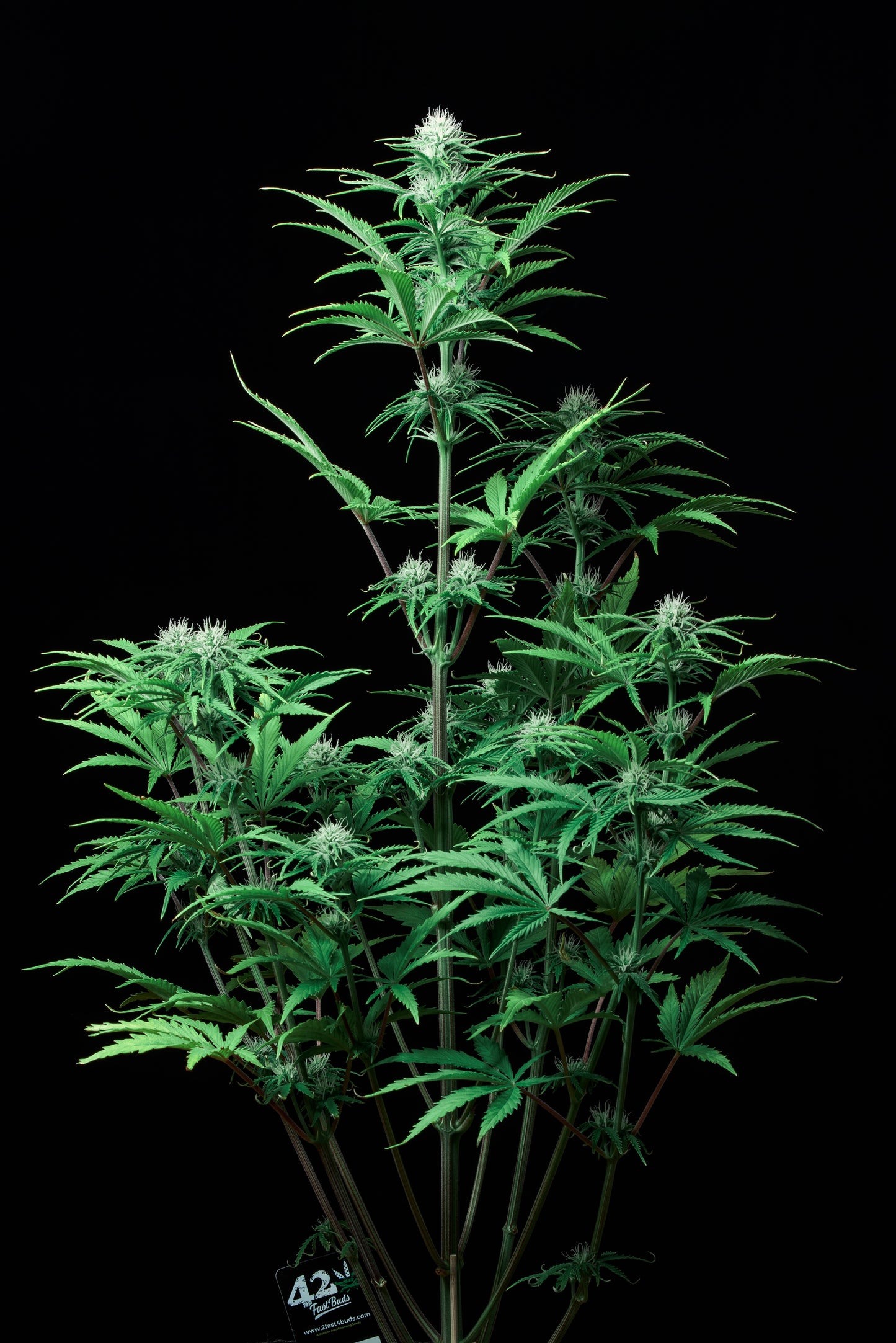 FastBuds Strawberry Banana (Auto) 3 Stück