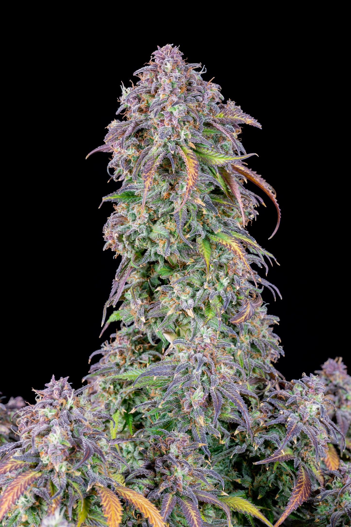 FastBuds Blueberry (Auto) 3 Stück