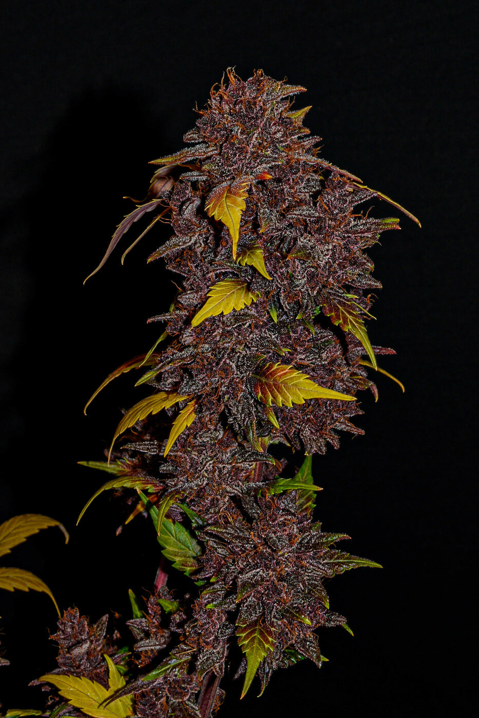 FastBuds Purple Lemonade (Auto) 3 Stück