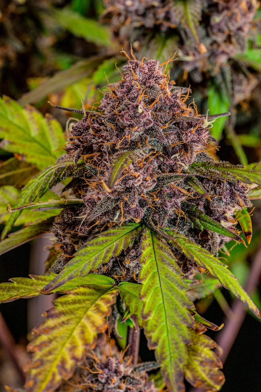 FastBuds Lemon Cherry Cookies (Auto) 3 Stück