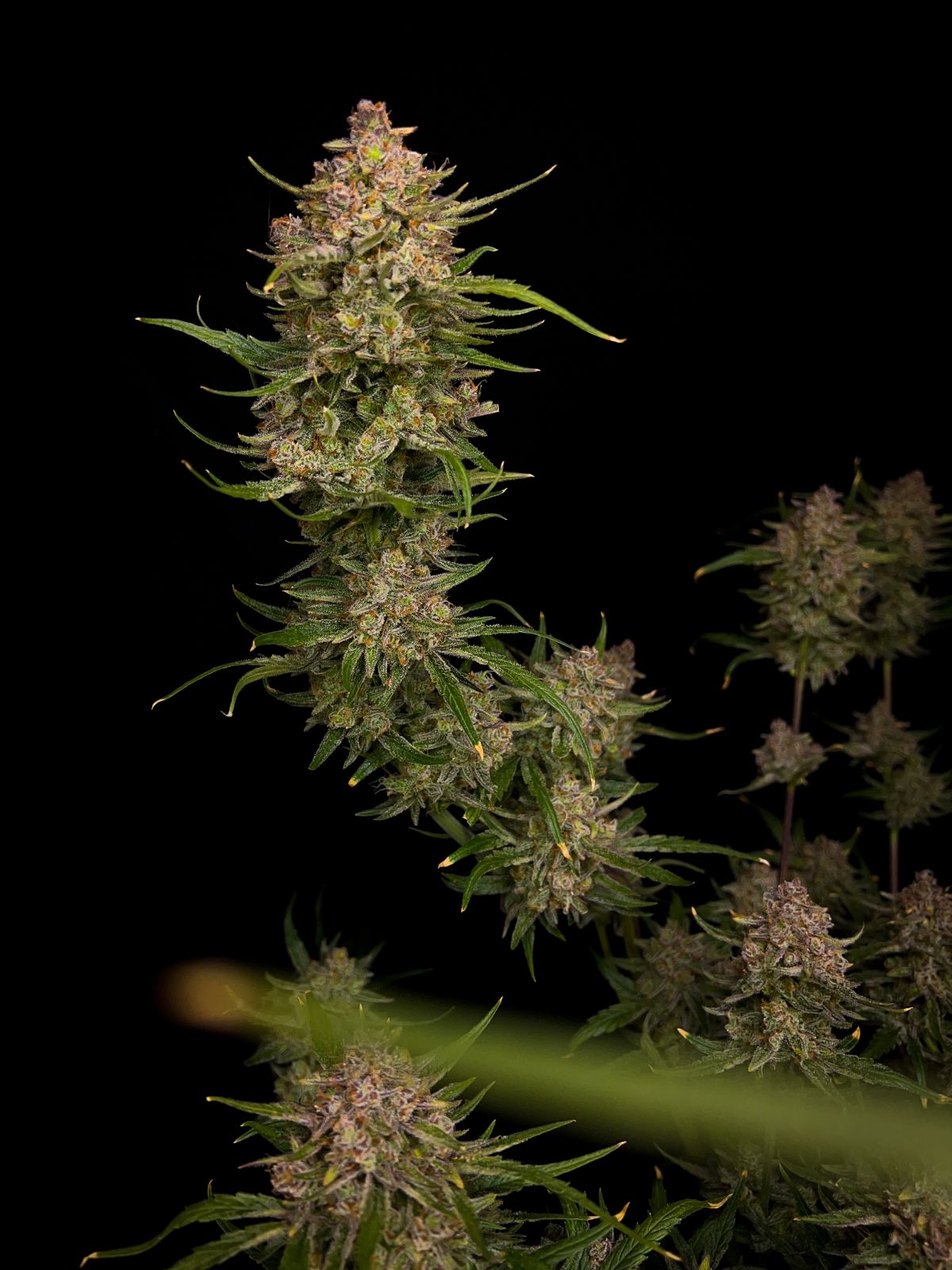 FastBuds Guava (Automatik) 5 Stück