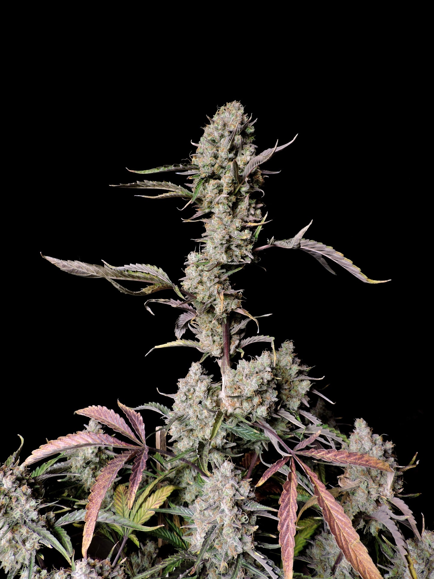 FastBuds Gorilla Z (Auto) 3 Stück