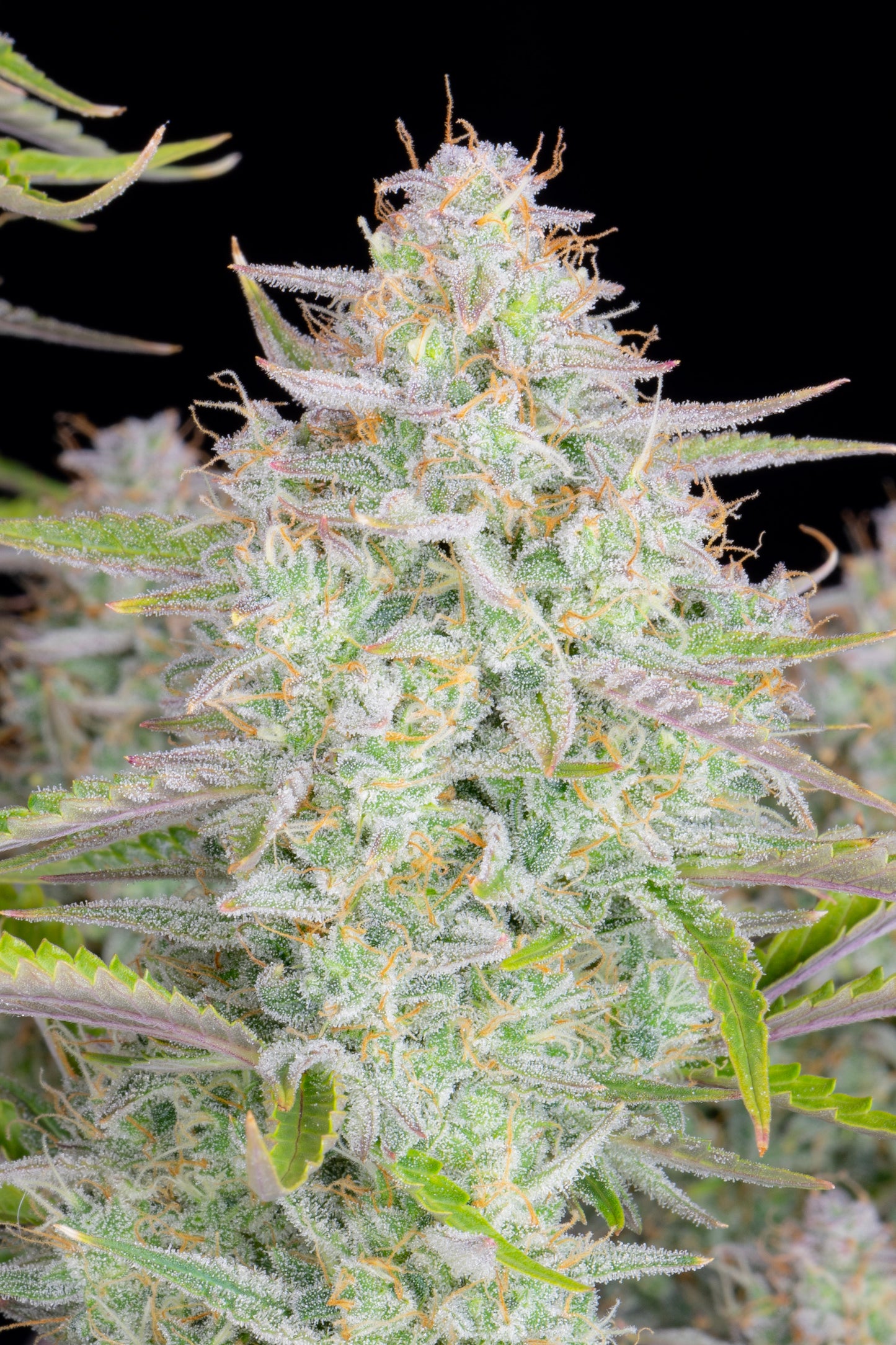 FastBuds Wedding Cheesecake (Auto) 3 Stück