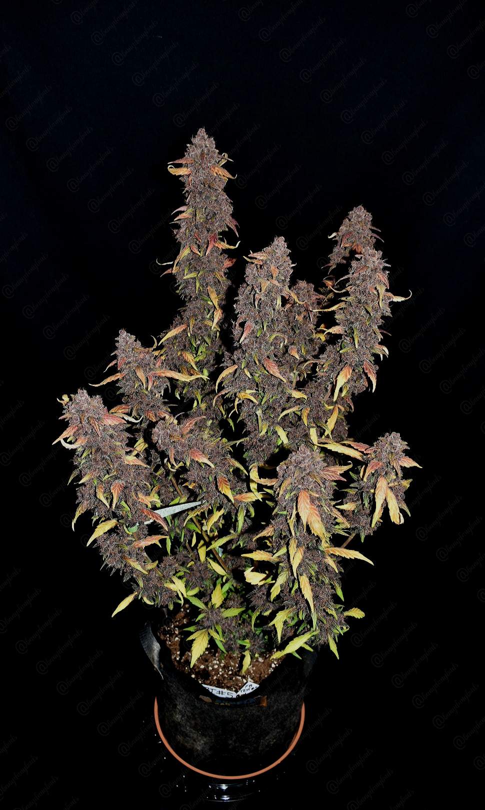 FastBuds Purple Lemonade (Auto) 3 Stück