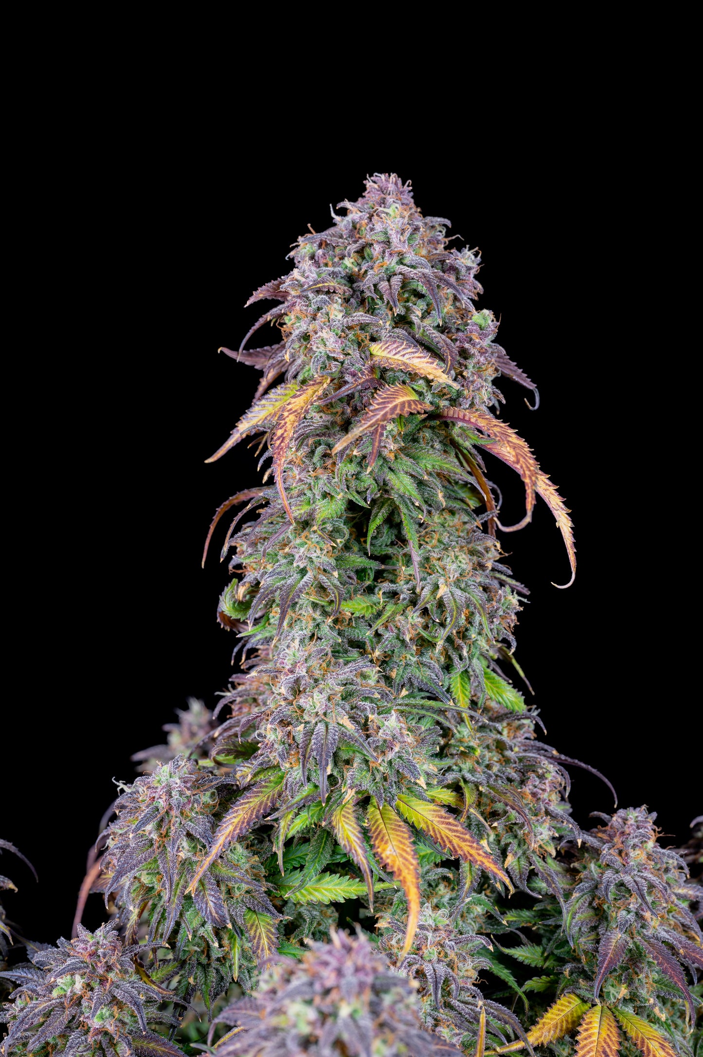 FastBuds Blueberry (Auto) 3 Stück