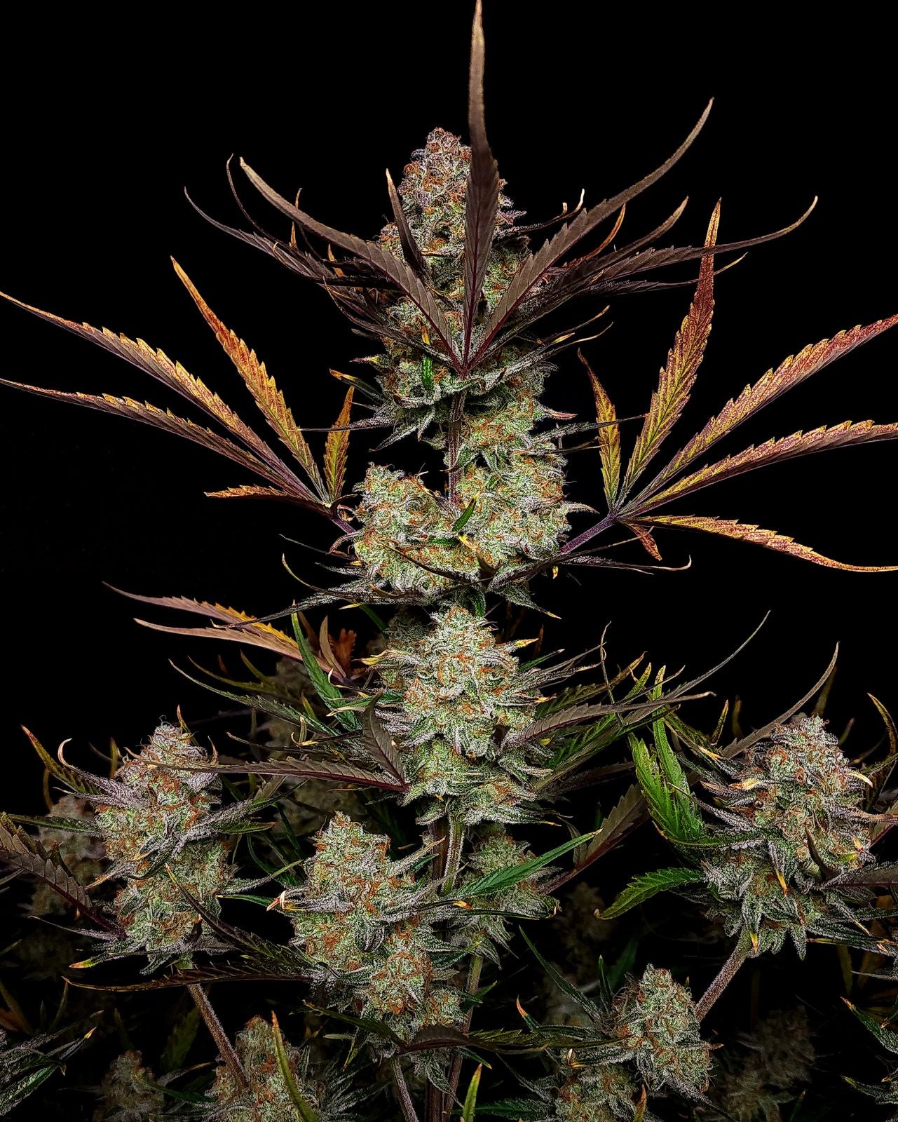 FastBuds Apple Strudel (Auto) 3 Stück