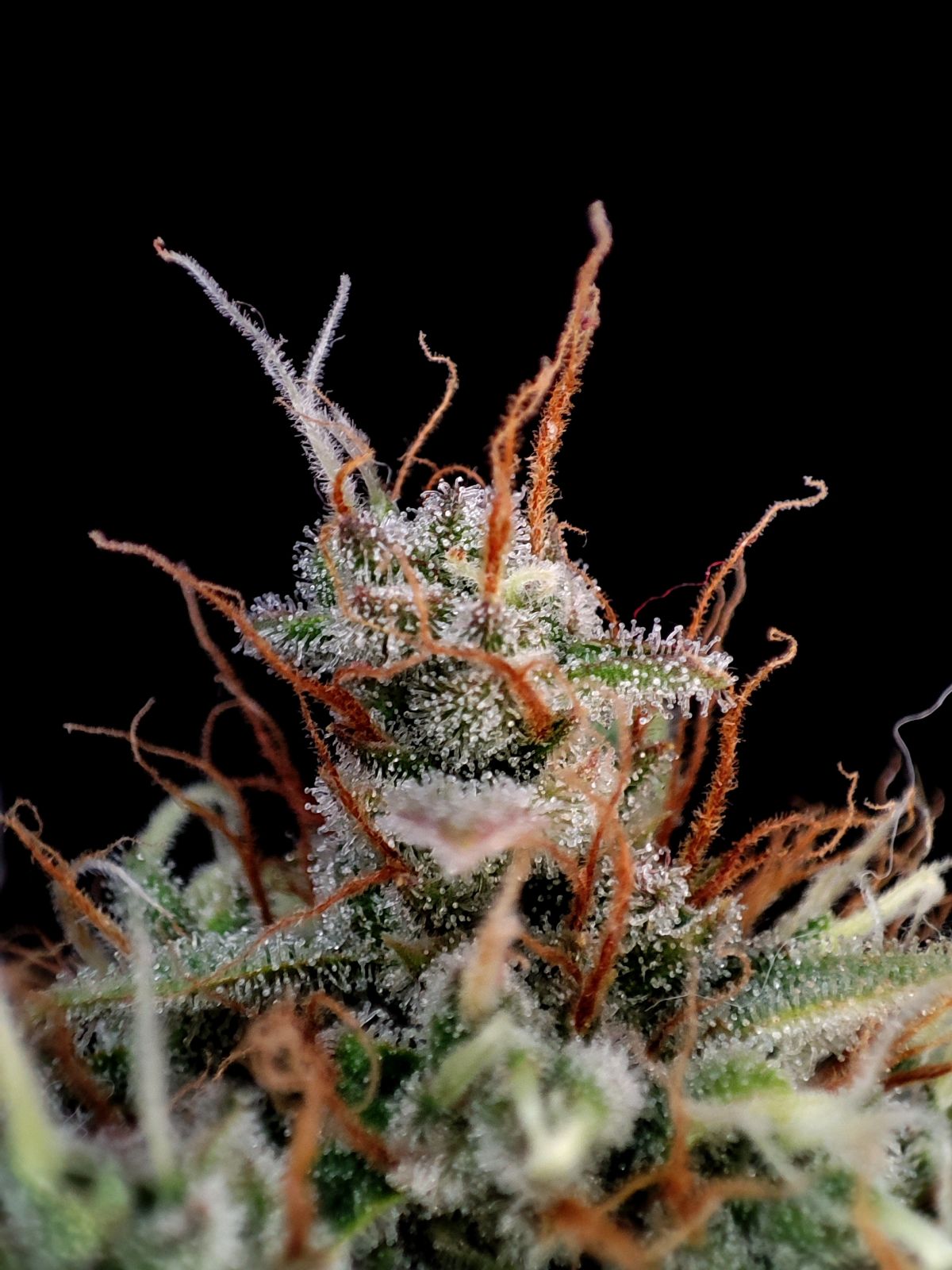 FastBuds Guava (Automatik) 5 Stück