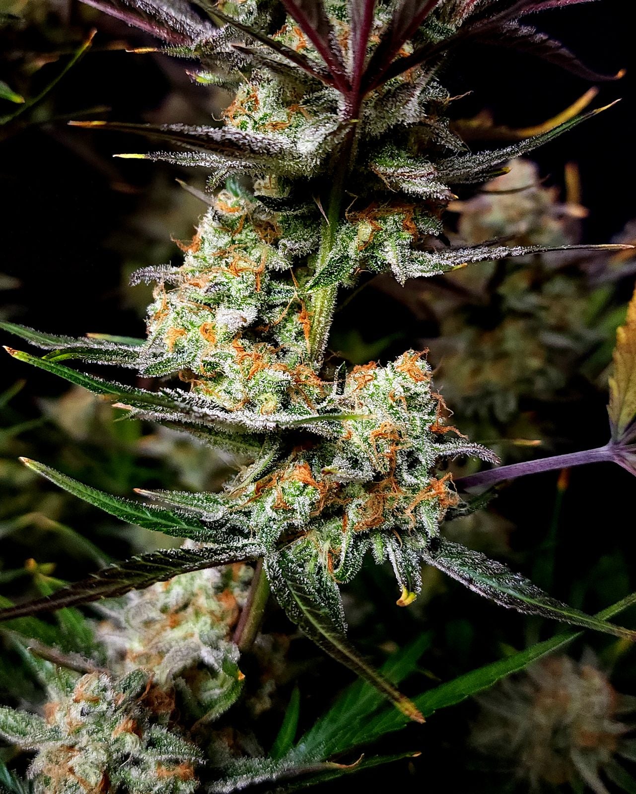 FastBuds Apple Strudel (Auto) 3 Stück