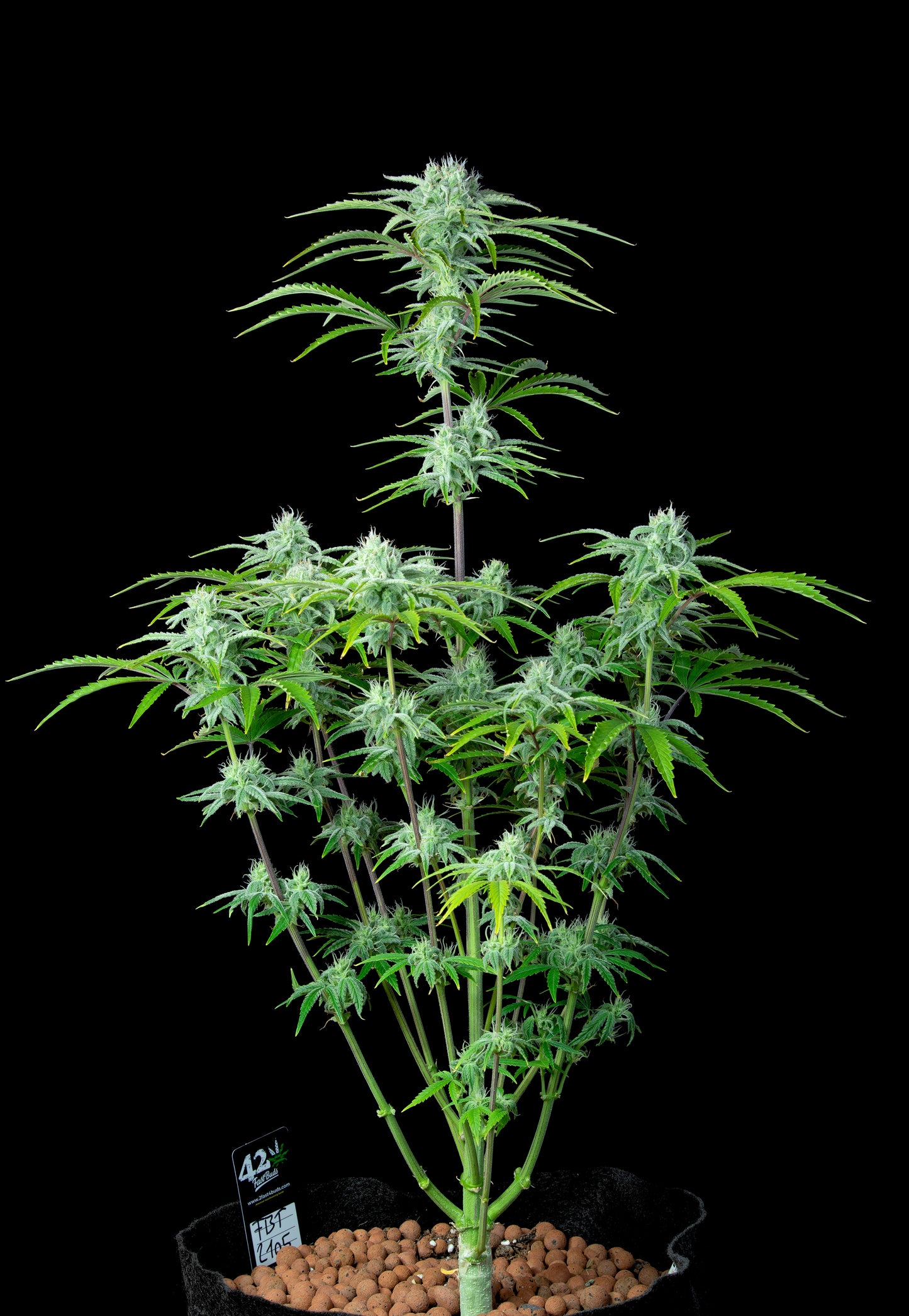 FastBuds Strawberry Banana (Auto) 3 Stück