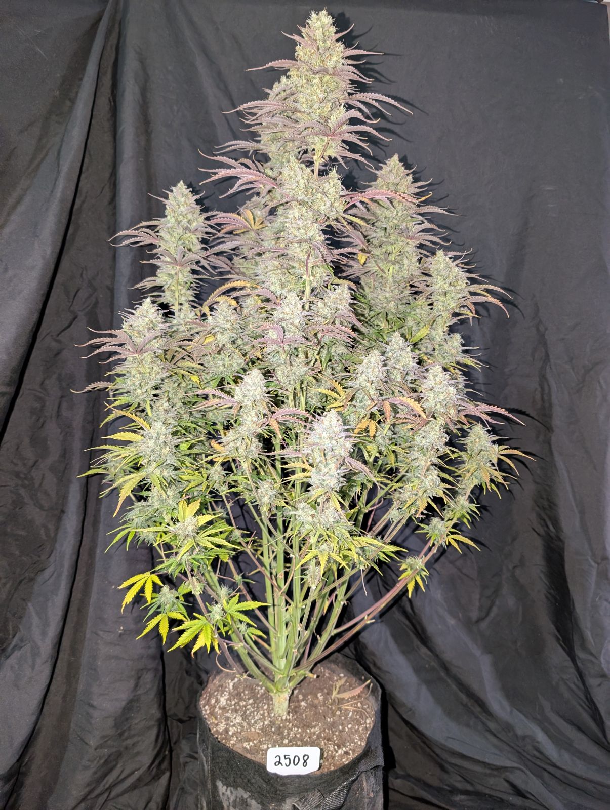 FastBuds Z-Up (Auto) 3 Stück