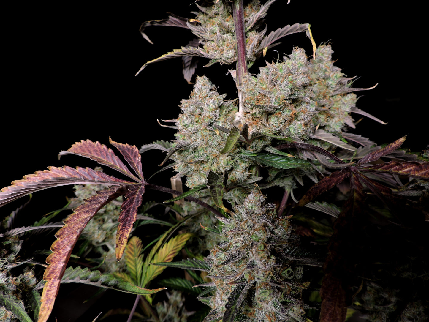 FastBuds Gorilla Z (Auto) 3 Stück