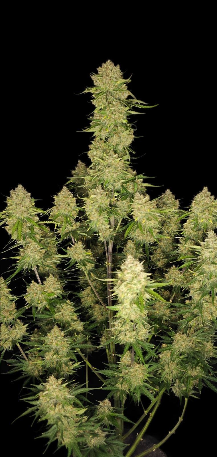 FastBuds Guava (Automatik) 5 Stück