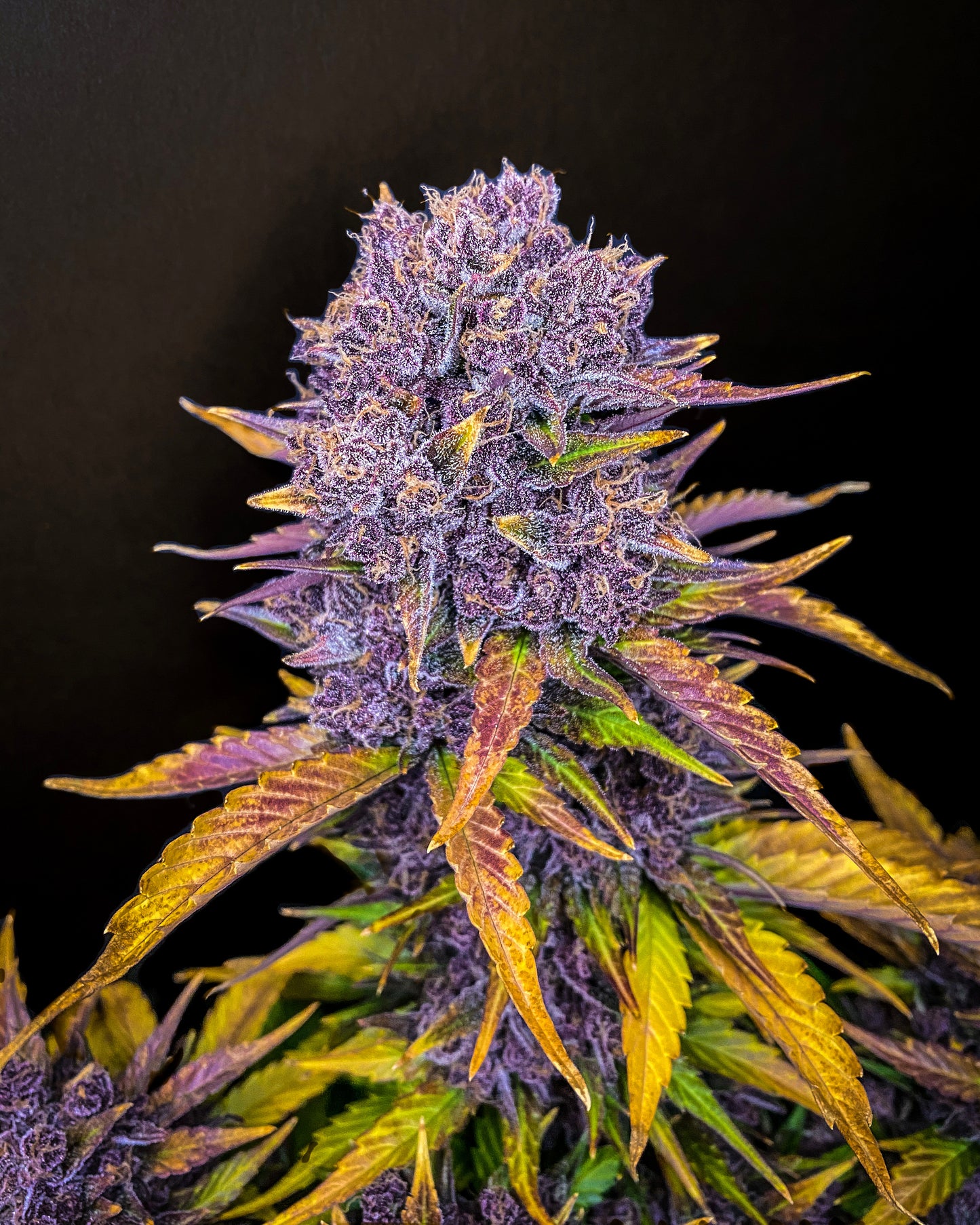FastBuds Purple Lemonade (Auto) 3 Stück