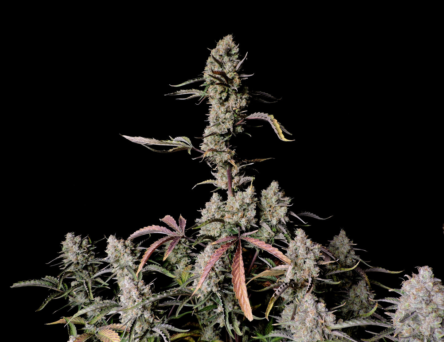 FastBuds Gorilla Z (Auto) 3 Stück