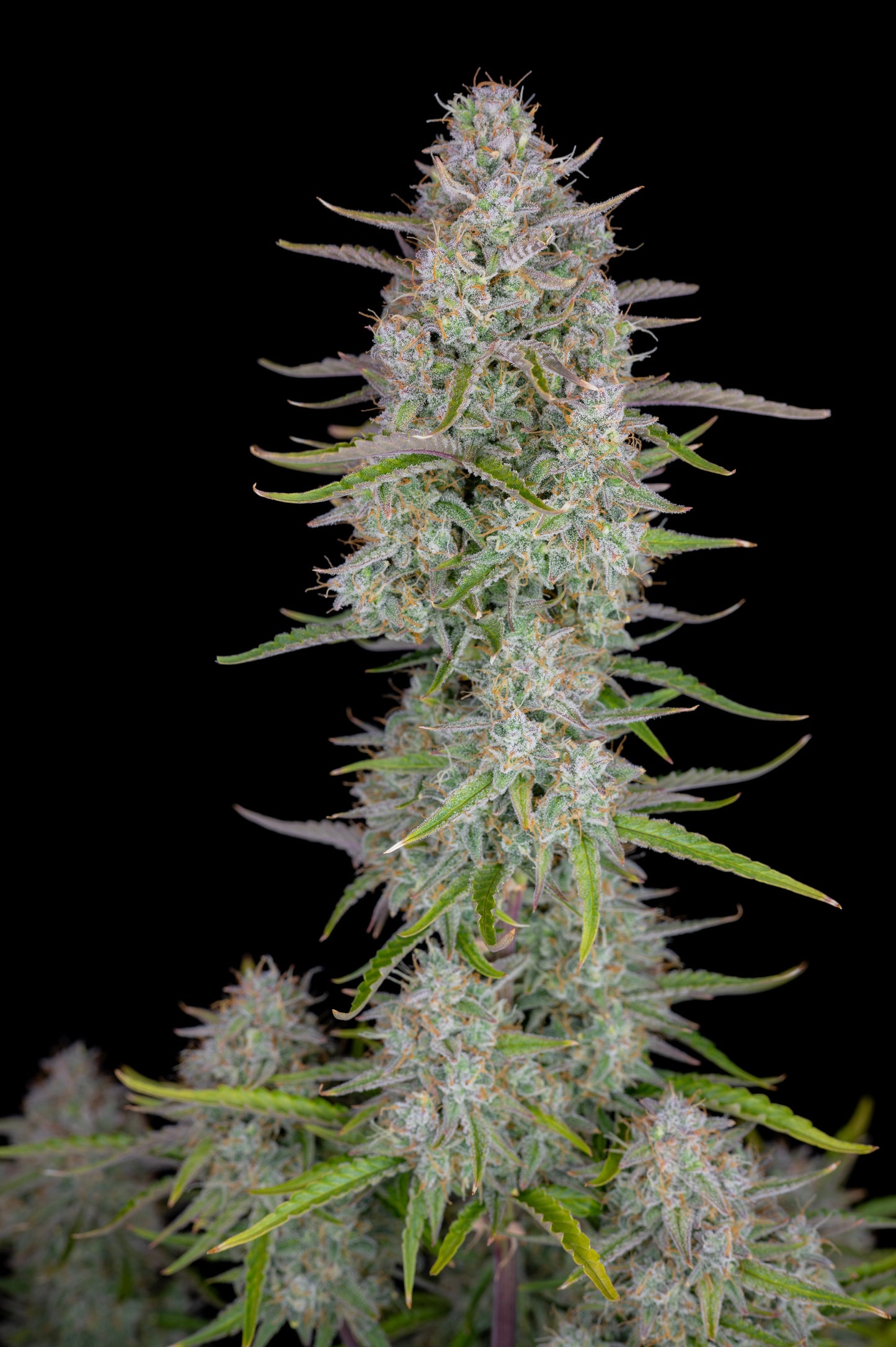 FastBuds Wedding Cheesecake (Auto) 3 Stück
