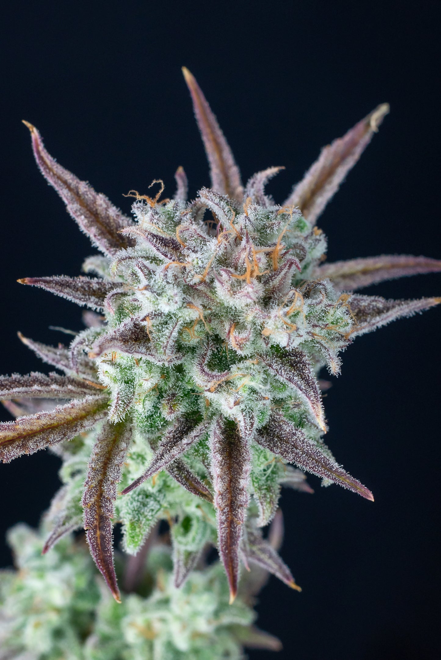 FastBuds Strawberry Banana (Auto) 3 Stück