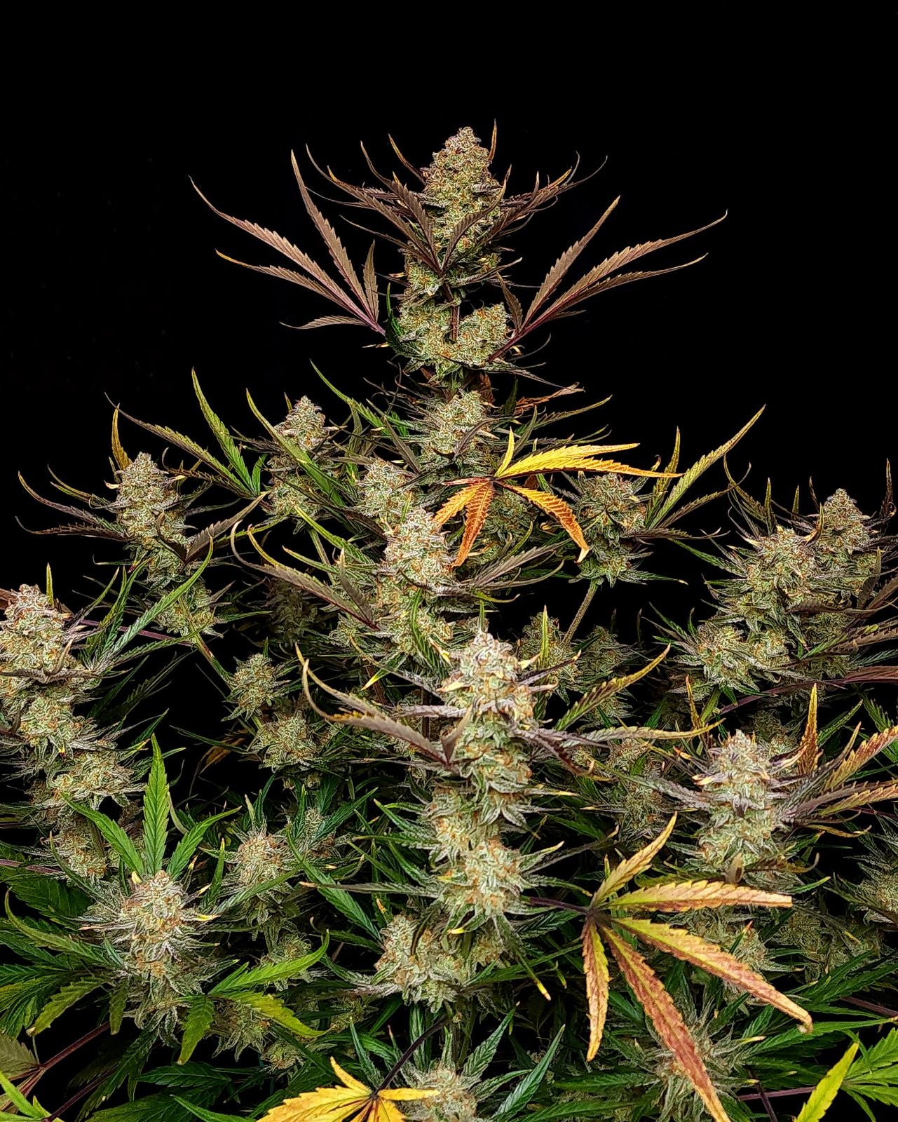 FastBuds Apple Strudel (Auto) 3 Stück