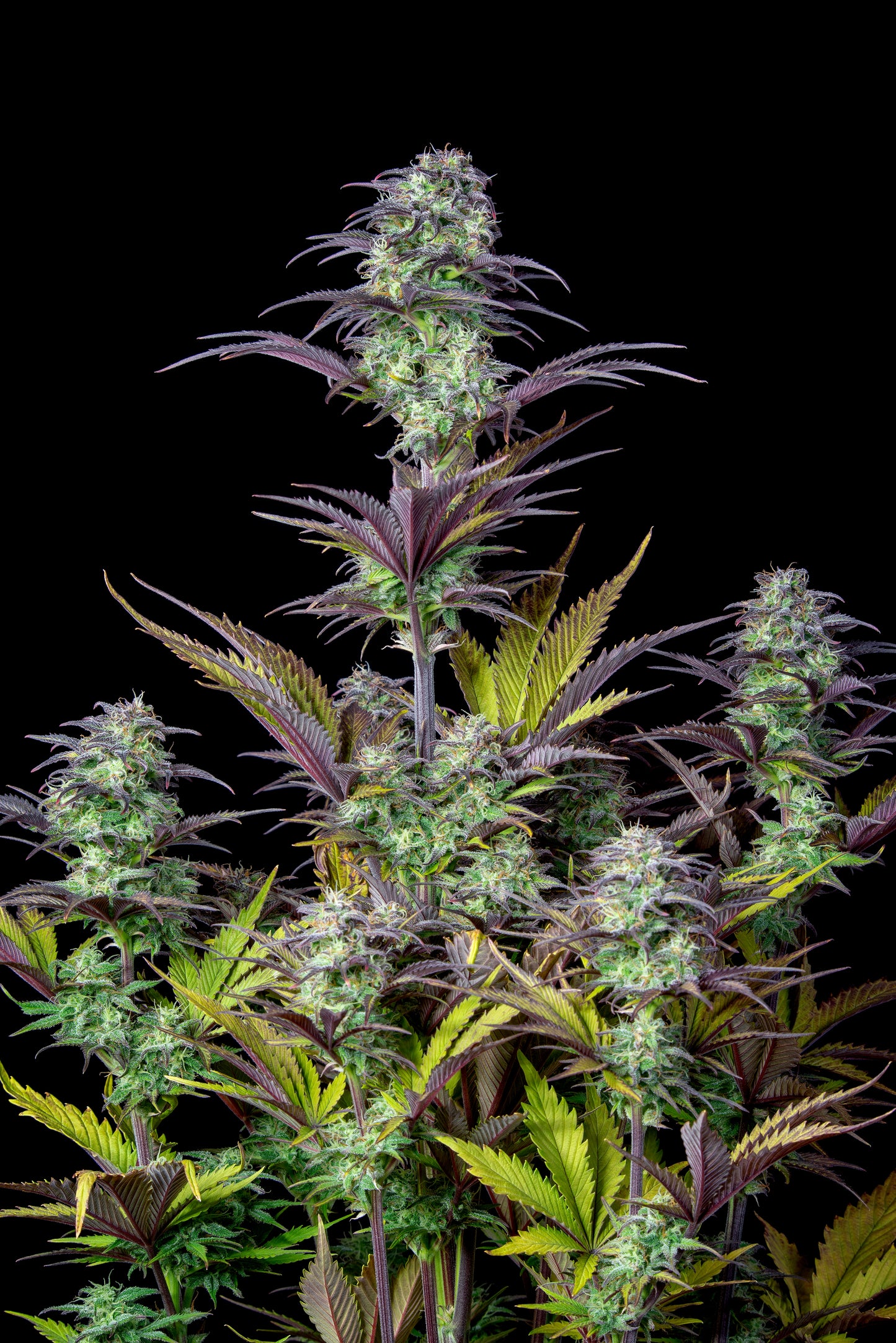 FastBuds Blueberry (Auto) 3 Stück