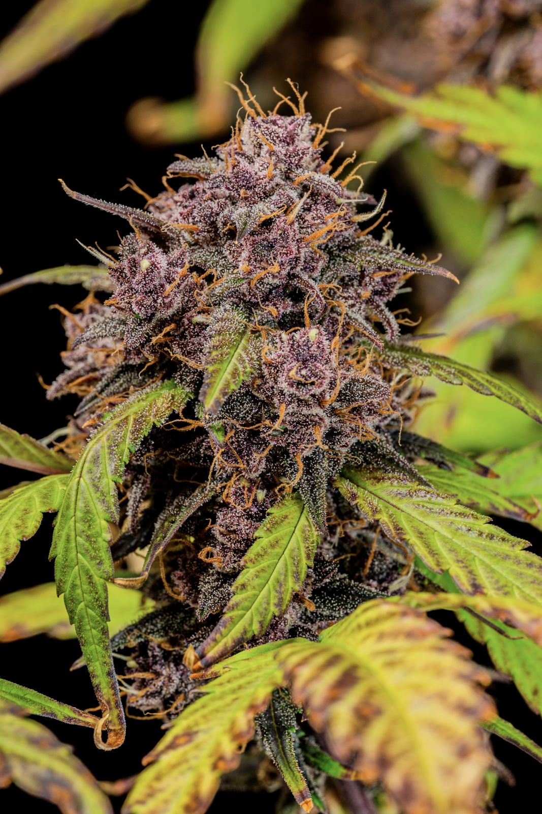FastBuds Lemon Cherry Cookies (Auto) 3 Stück