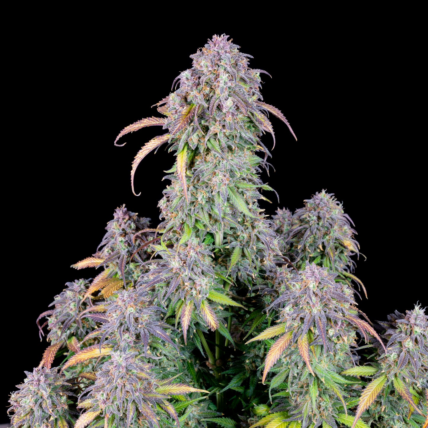 FastBuds Blueberry (Auto) 3 Stück
