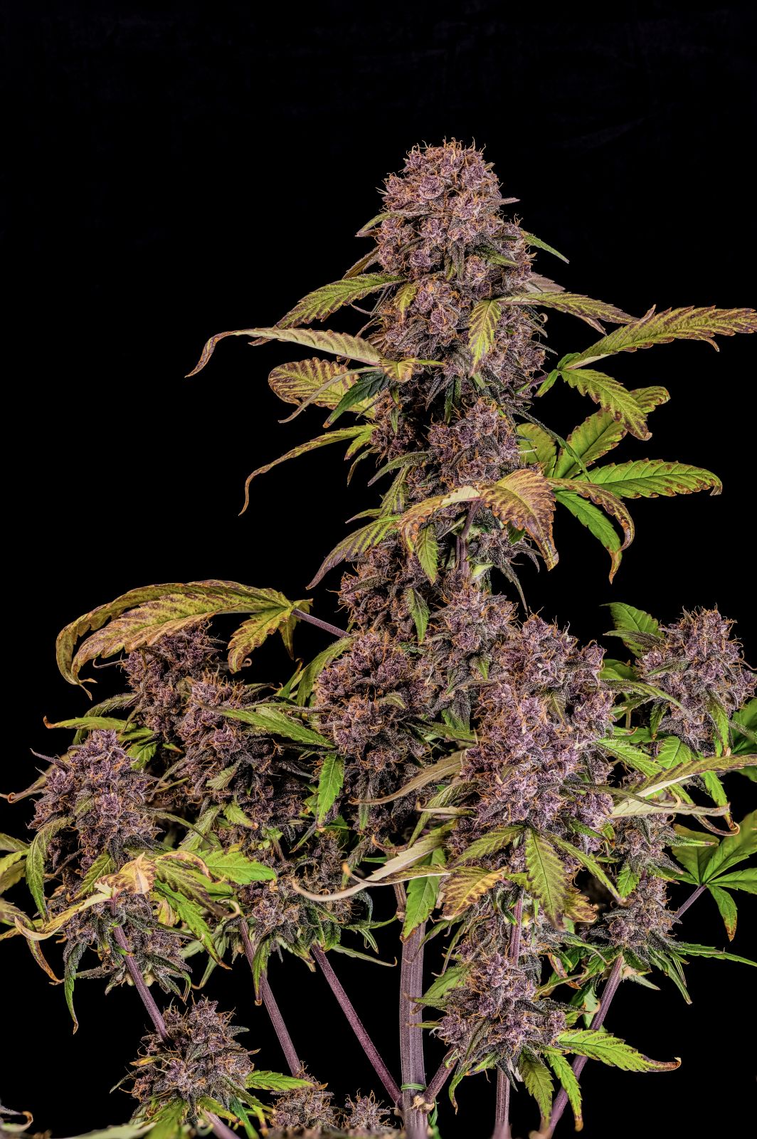 FastBuds Lemon Cherry Cookies (Auto) 3 Stück