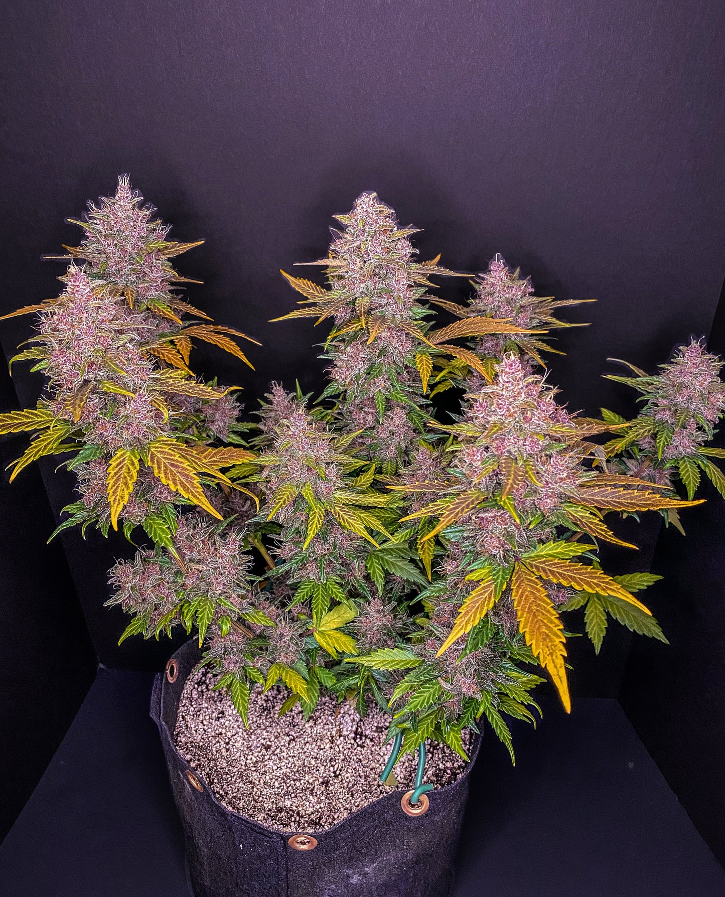 Fastbuds LSD-25 (Auto) 3 Stück