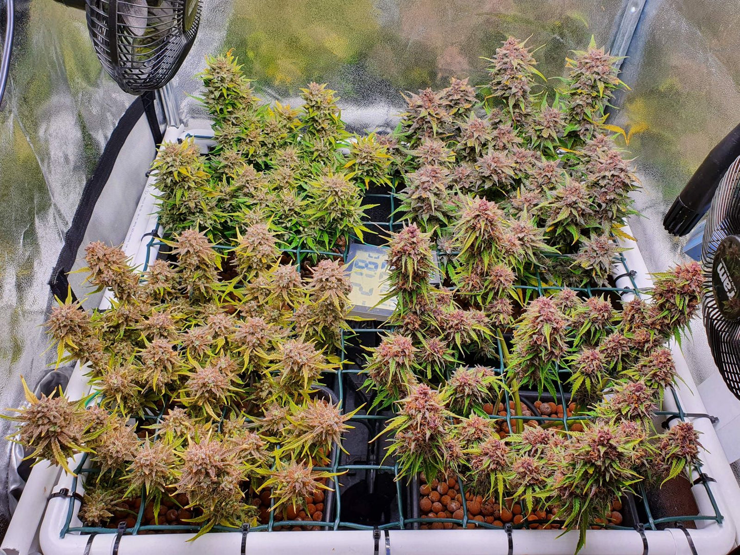 FastBuds Mix Pack (Auto) 5 Stück