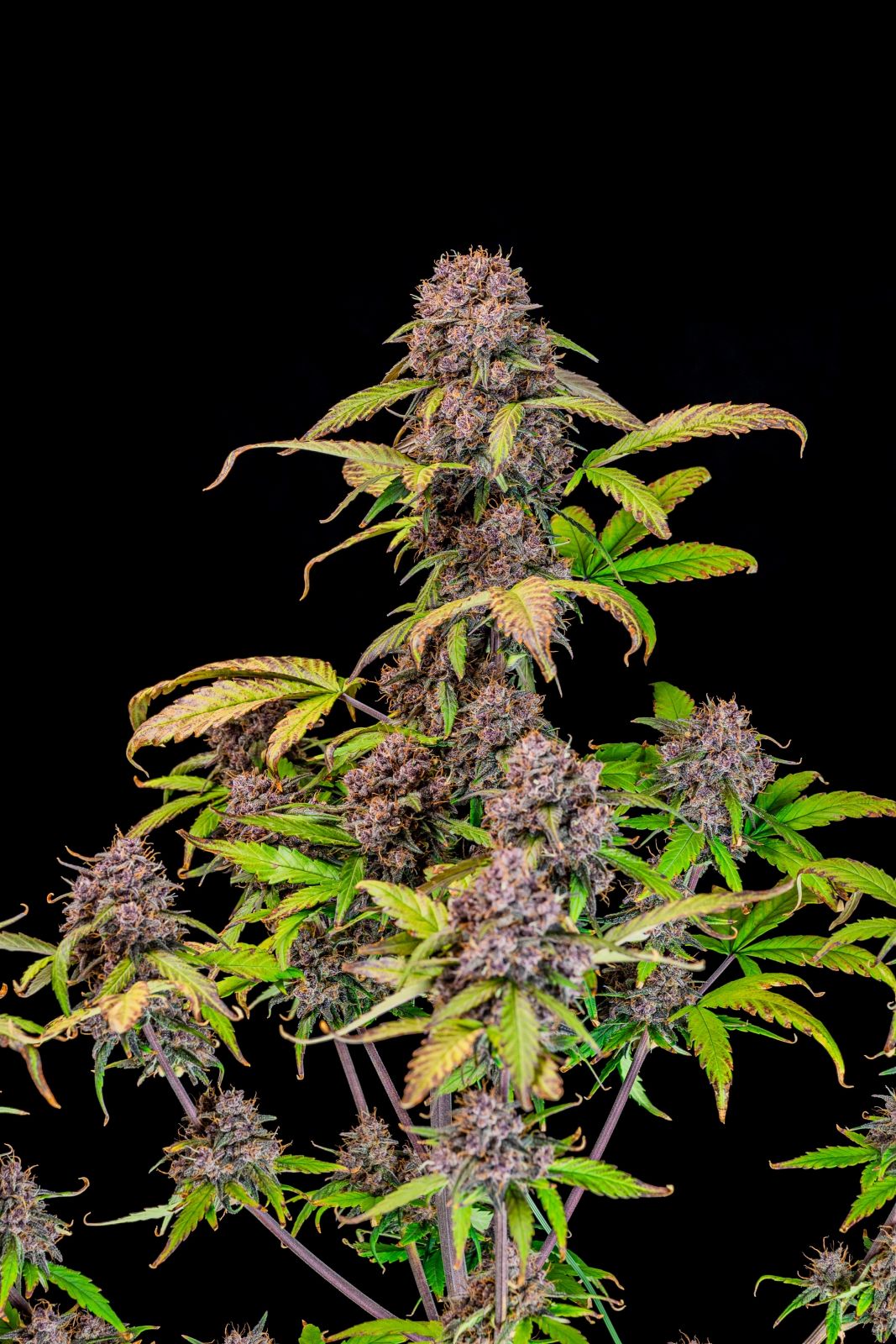 FastBuds Lemon Cherry Cookies (Auto) 3 Stück