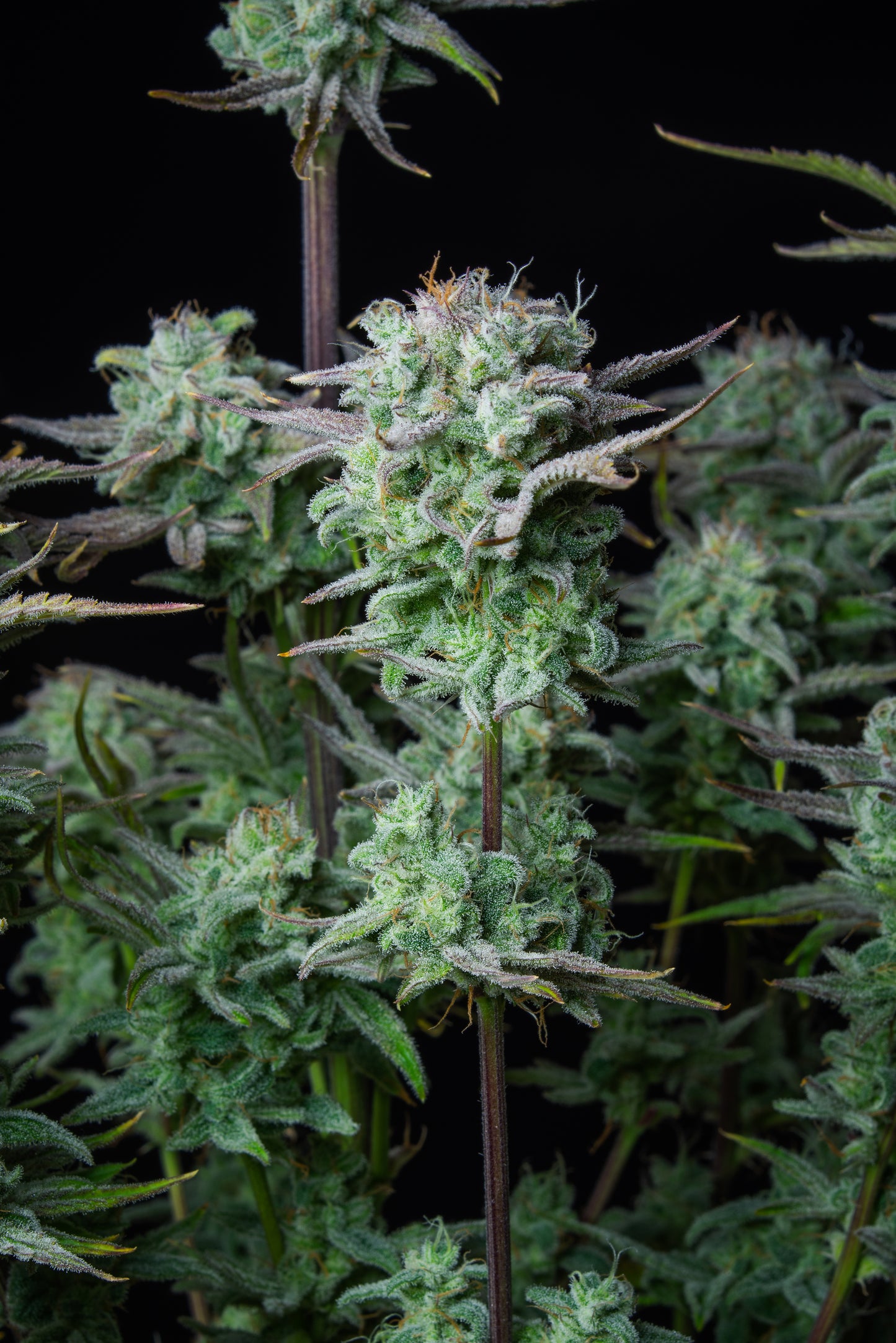 FastBuds Strawberry Banana (Auto) 3 Stück