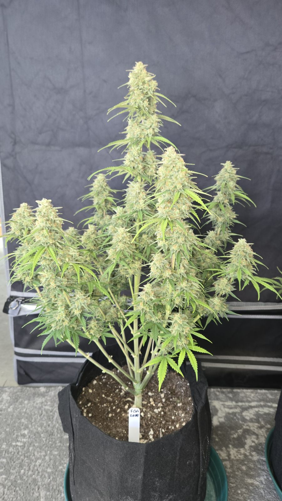 FastBuds Z-Up (Auto) 3 Stück