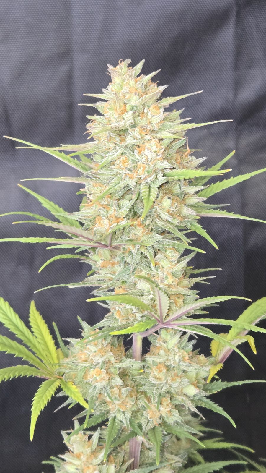 FastBuds Z-Up (Auto) 3 Stück