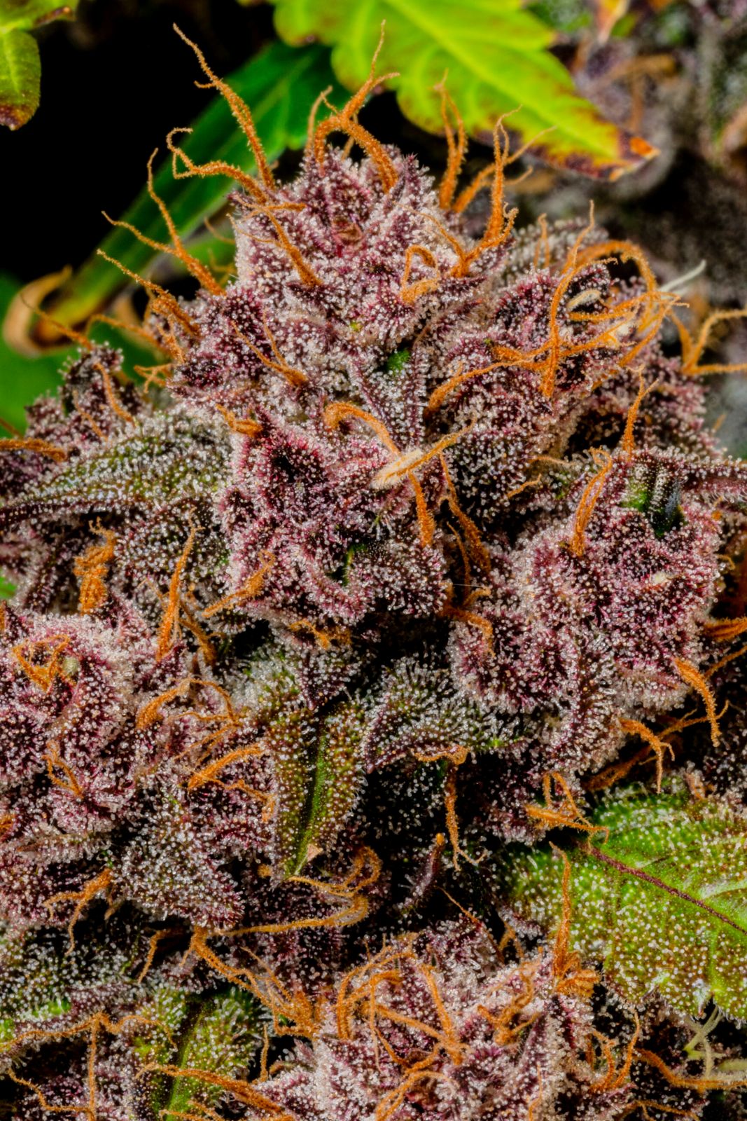 FastBuds Lemon Cherry Cookies (Auto) 3 Stück