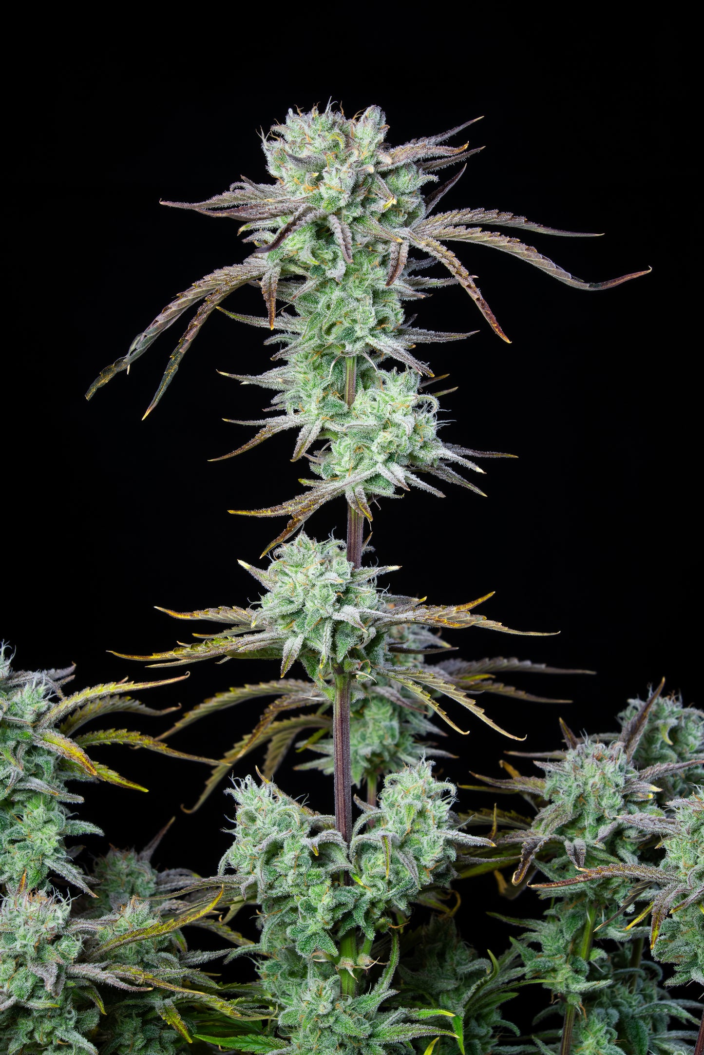 FastBuds Strawberry Banana (Auto) 3 Stück