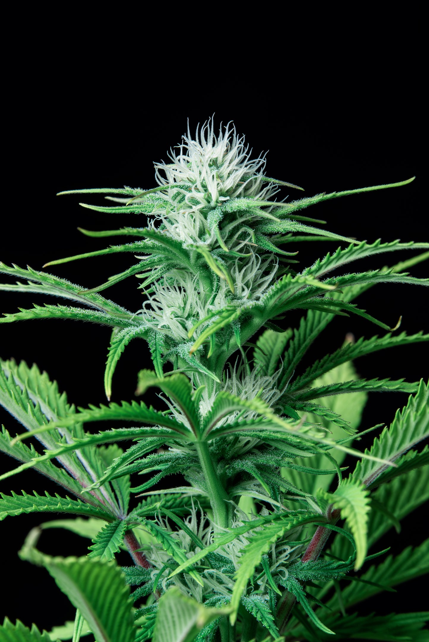 FastBuds Strawberry Banana (Auto) 3 Stück