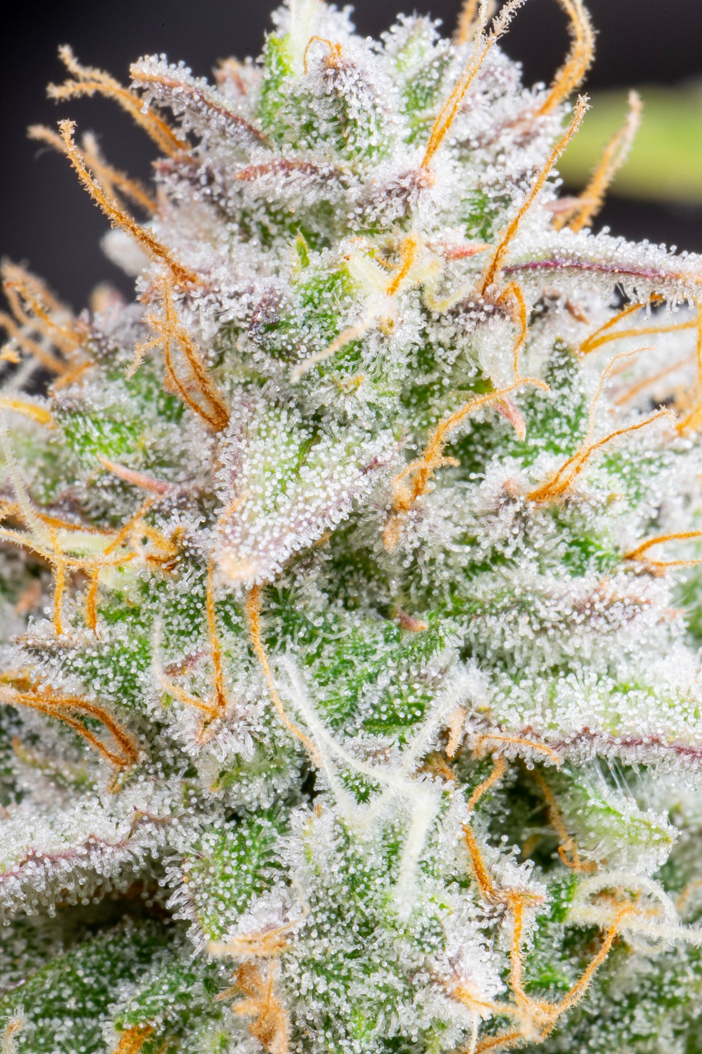 FastBuds Wedding Cheesecake (Auto) 3 Stück