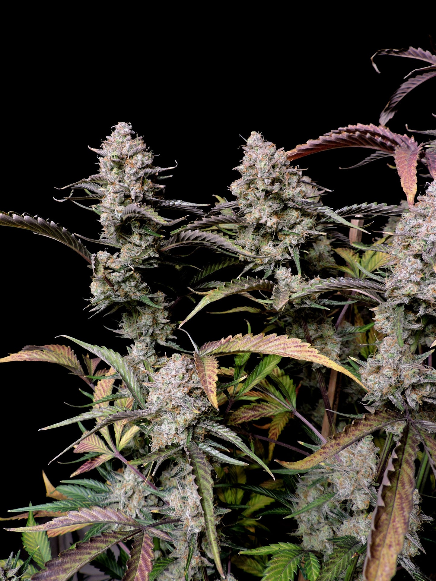 FastBuds Gorilla Z (Auto) 3 Stück