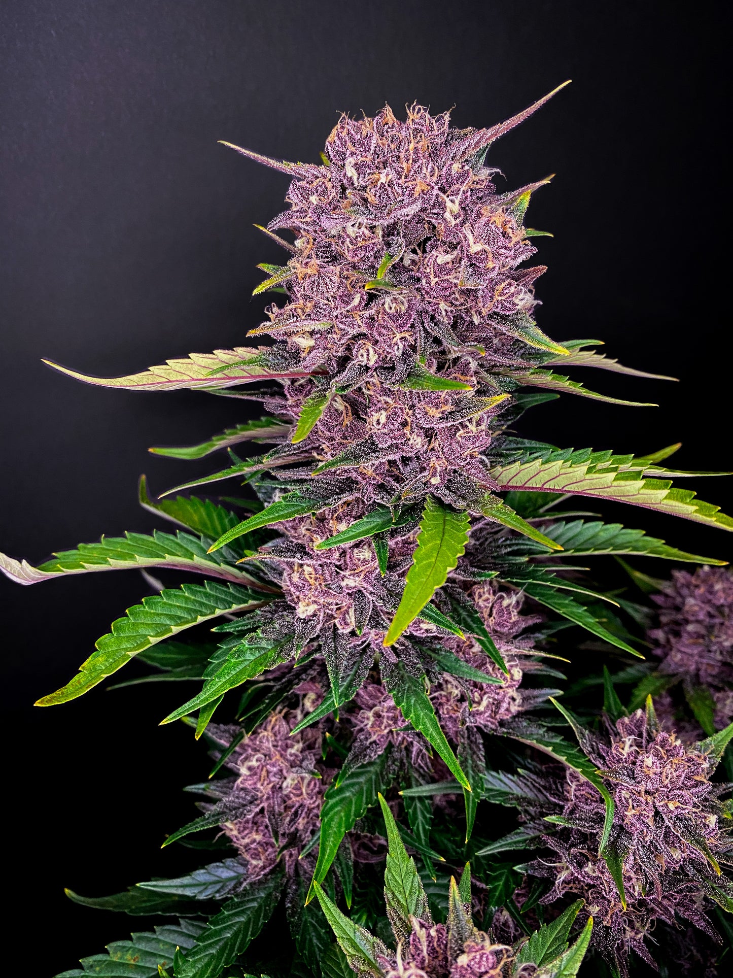 FastBuds Purple Lemonade (Auto) 3 Stück