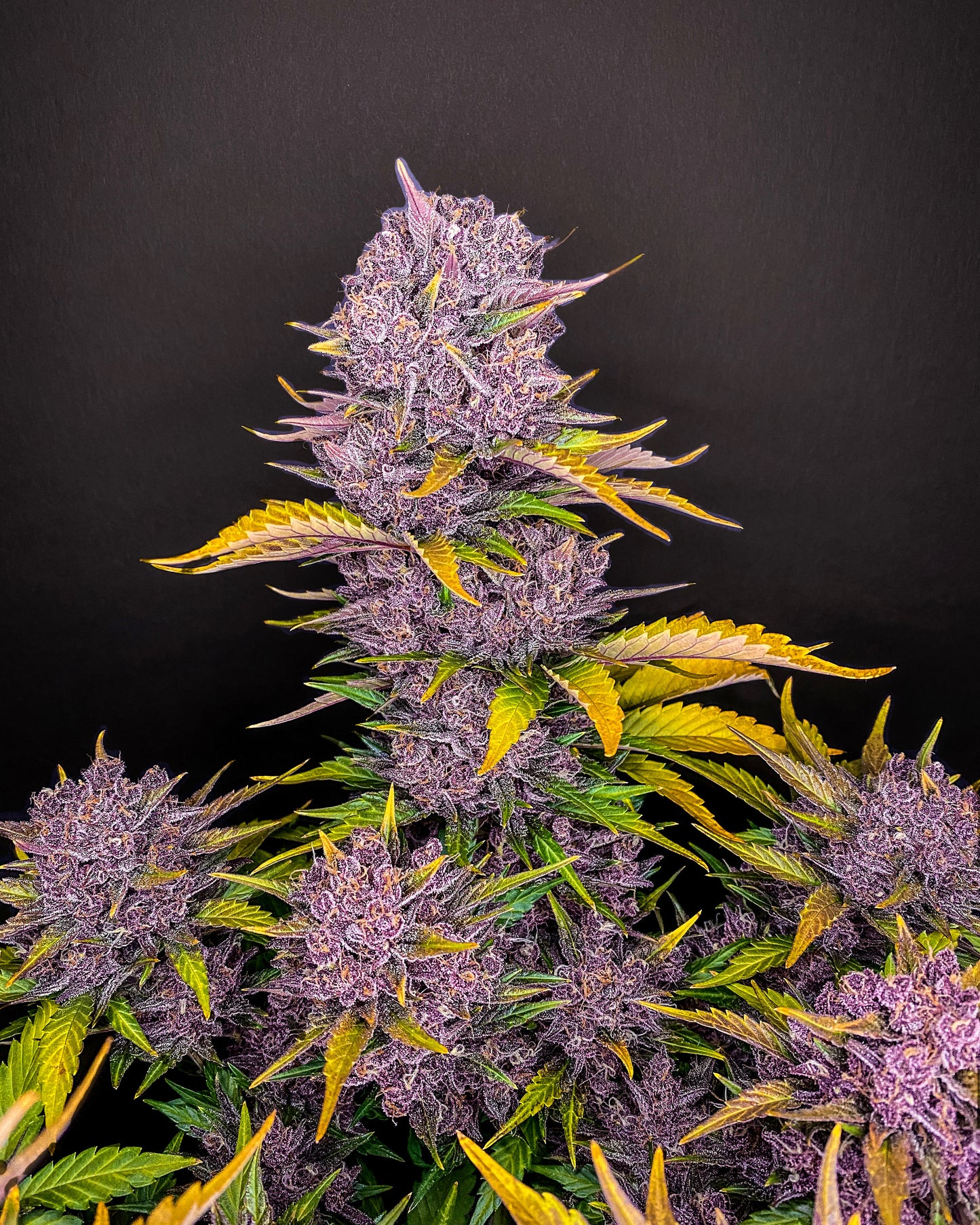 FastBuds Purple Lemonade (Auto) 3 Stück
