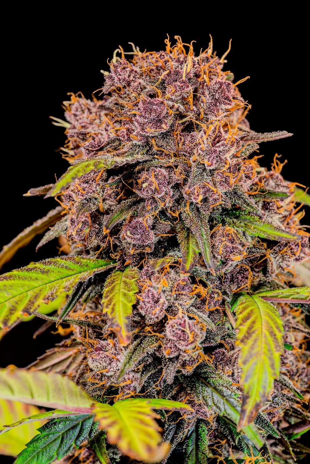 FastBuds Lemon Cherry Cookies (Auto) 3 Stück