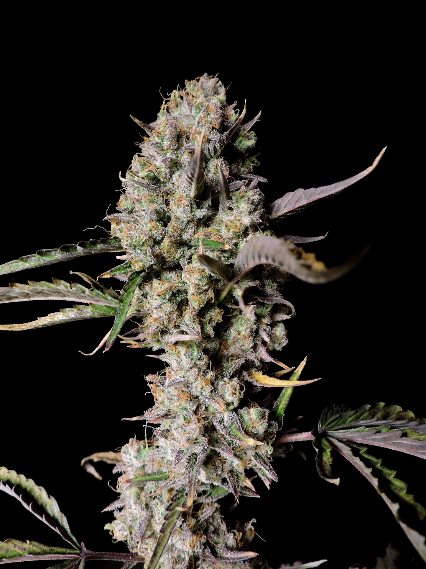 FastBuds Gorilla Z (Auto) 3 Stück